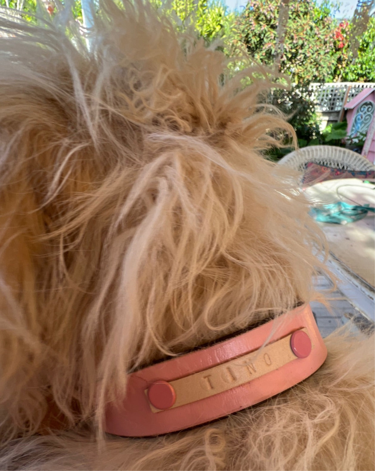 DOGGI Collars