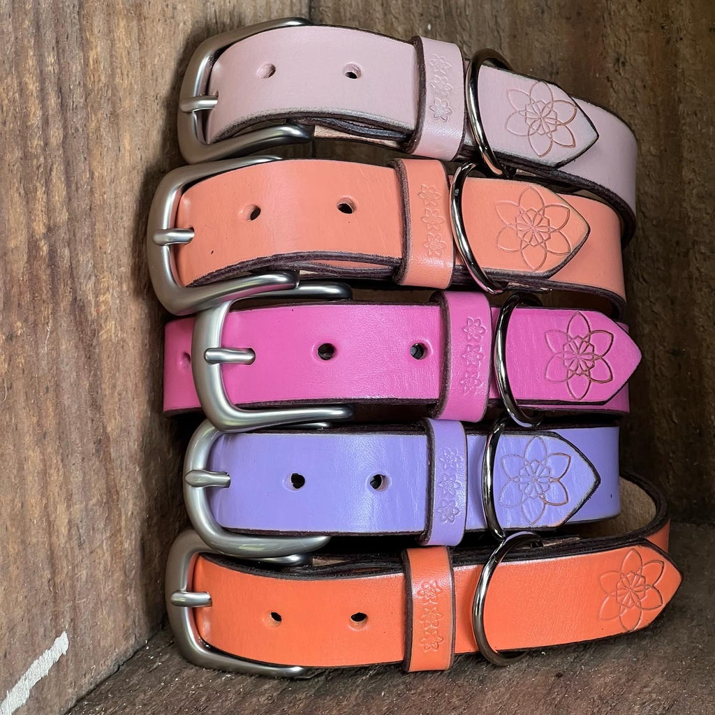 DOGGI Collars